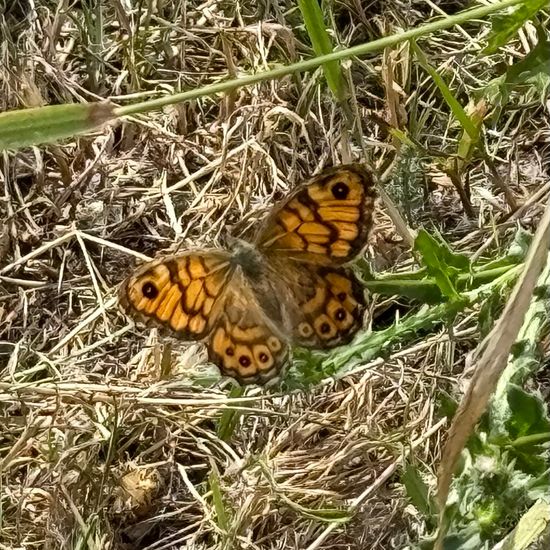 Mauerfuchs: Tier im Habitat Garten in der NatureSpots App