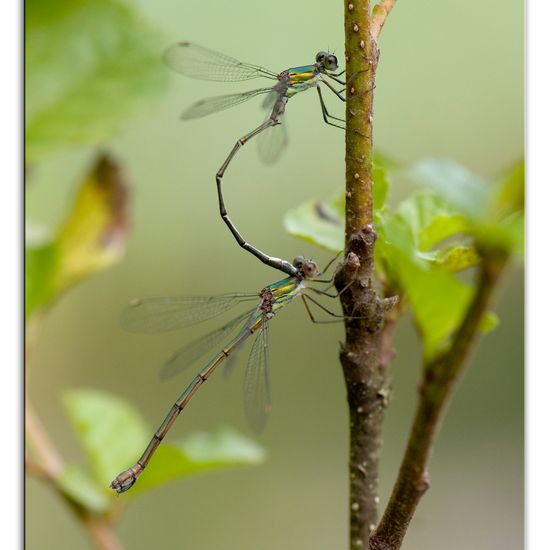 Weidenjungfer: Tier im Habitat Naturnahe Wiese in der NatureSpots App