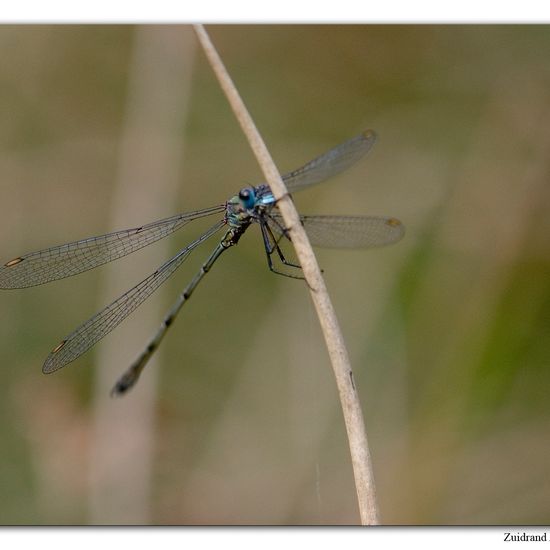 Chalcolestes viridis: Animal in habitat Natural Meadow in the NatureSpots App