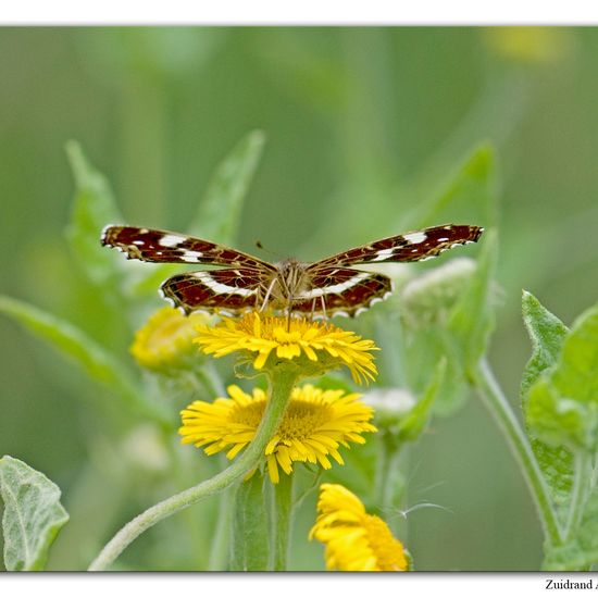 Landkärtchen: Tier im Habitat Naturnahe Wiese in der NatureSpots App