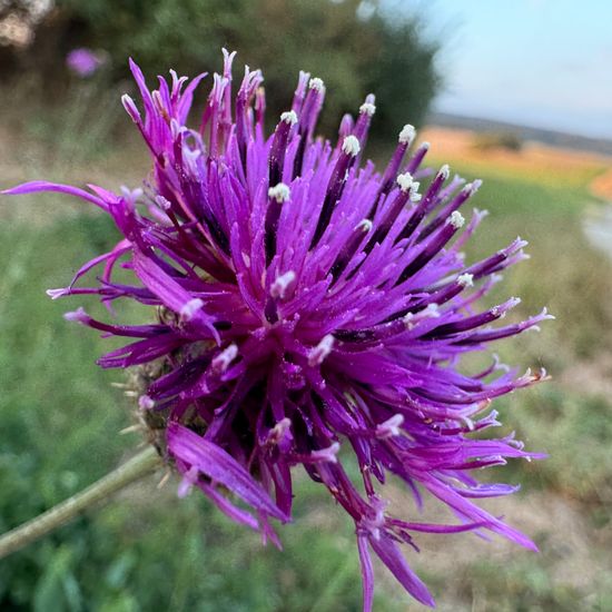 Skabiosen-Flockenblume: Pflanze in der Natur in der NatureSpots App