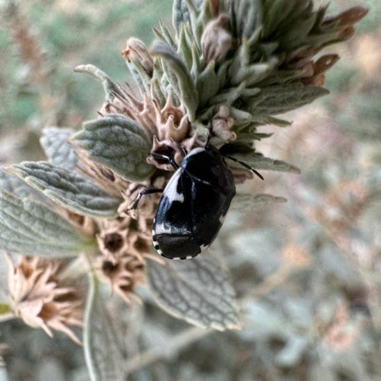 Tritomegas sexmaculatus: Tier im Habitat Anderes Stadthabitat in der NatureSpots App