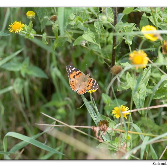 Vanessa cardui: Animal in habitat Natural Meadow in the NatureSpots App