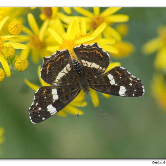 Landkärtchen: Tier im Habitat Naturnahe Wiese in der NatureSpots App