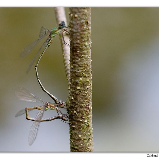 Chalcolestes viridis: Animal in habitat Natural Meadow in the NatureSpots App