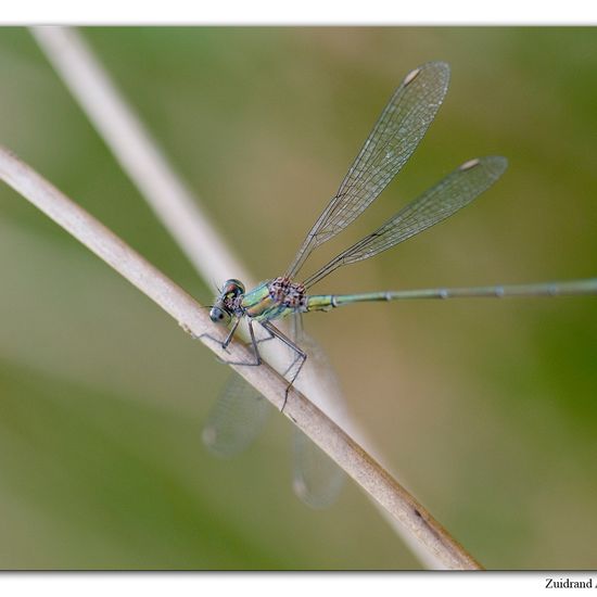 Chalcolestes viridis: Animal in habitat Natural Meadow in the NatureSpots App