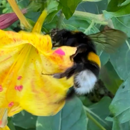 Dunkle Erdhummel: Tier im Habitat Garten in der NatureSpots App