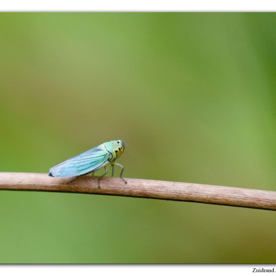 Cicadella viridis: Animal in habitat Natural Meadow in the NatureSpots App