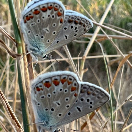 Polyommatus icarus: Animal in habitat Natural Meadow in the NatureSpots App