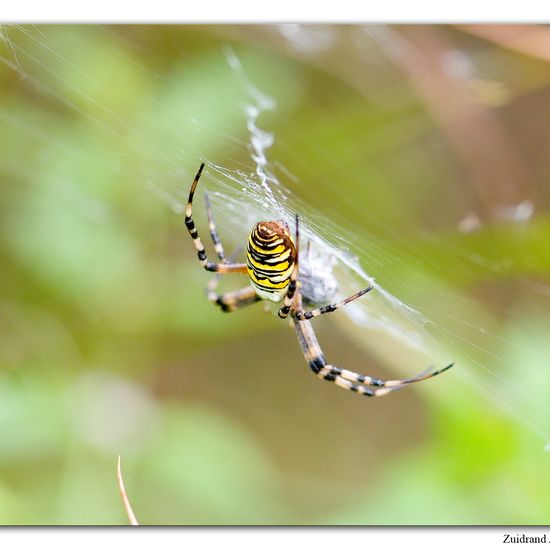 Landkärtchen: Tier im Habitat Naturnahe Wiese in der NatureSpots App