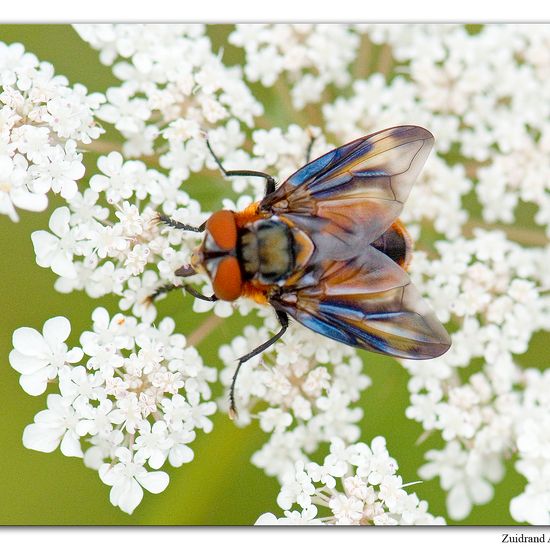 Phasia hemiptera: Animal in habitat Natural Meadow in the NatureSpots App