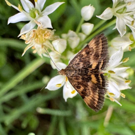 Olivenbrauner Zünsler: Tier im Habitat Garten in der NatureSpots App