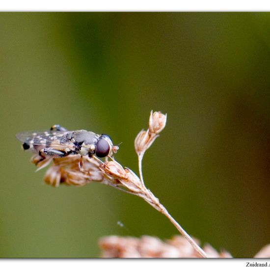 Kleine Mistbiene: Tier im Habitat Naturnahe Wiese in der NatureSpots App