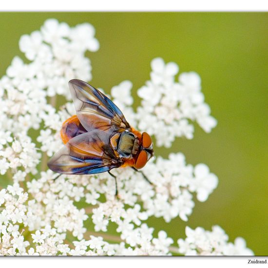 Phasia hemiptera: Animal in habitat Natural Meadow in the NatureSpots App