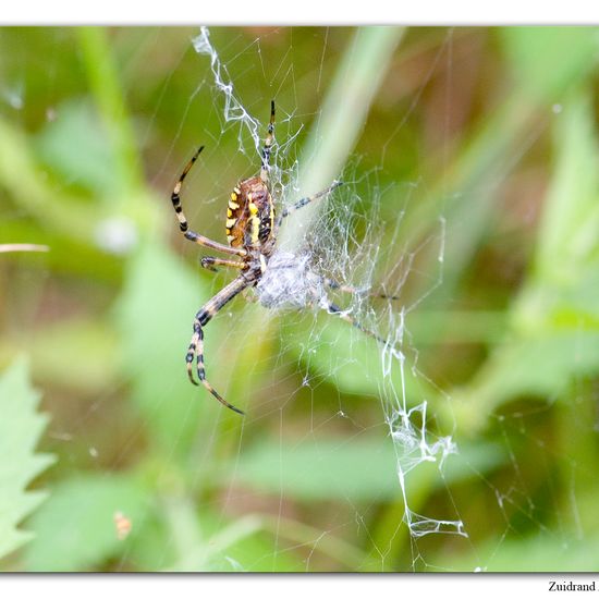 Argiope bruennichi: Animal in habitat Natural Meadow in the NatureSpots App