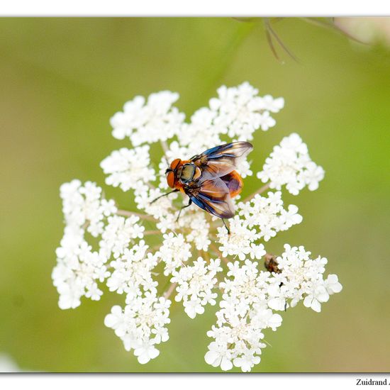 Phasia hemiptera: Animal in habitat Natural Meadow in the NatureSpots App