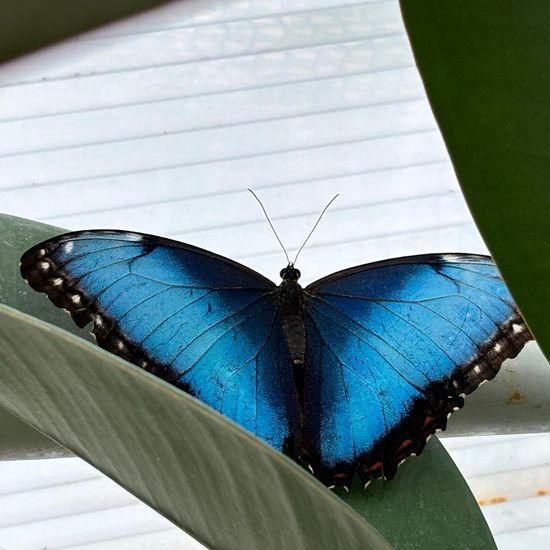 Morpho menelaus: Tier im Habitat Habitat manuell eingeben in der NatureSpots App