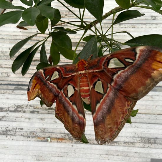 Attacus atlas: Animal in nature in the NatureSpots App