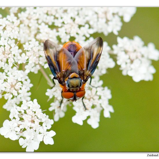 Phasia hemiptera: Animal in habitat Natural Meadow in the NatureSpots App