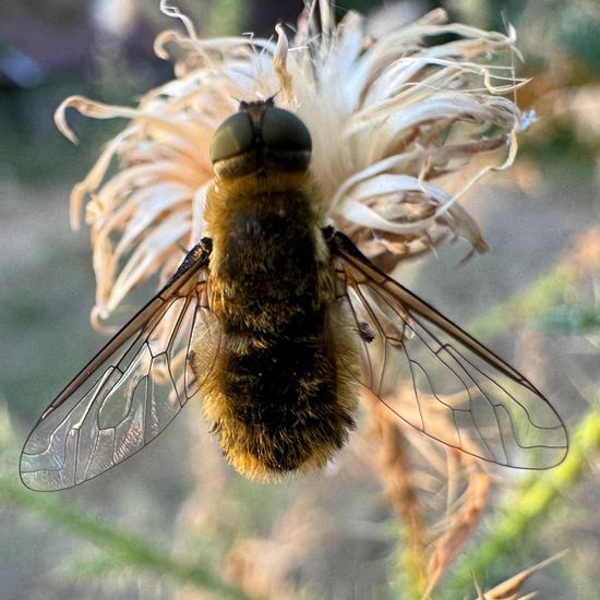 Hottentottenfliege: Tier in der Natur in der NatureSpots App