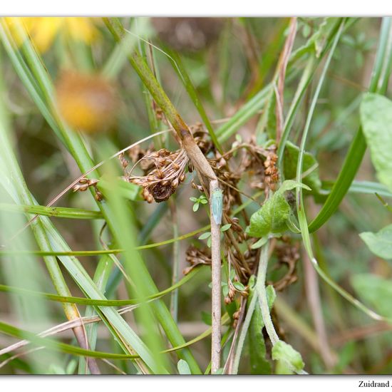 Cicadella viridis: Animal in habitat Natural Meadow in the NatureSpots App