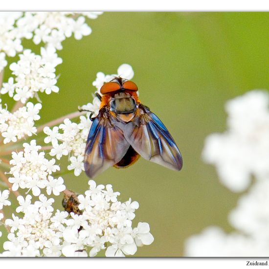 Phasia hemiptera: Animal in habitat Natural Meadow in the NatureSpots App