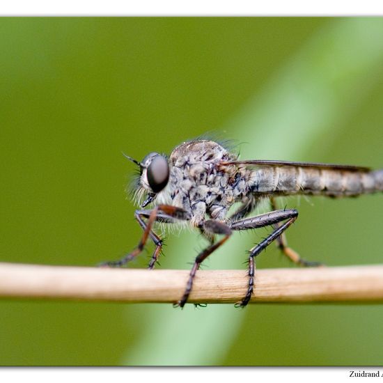 Machimus atricapillus: Animal in habitat Natural Meadow in the NatureSpots App