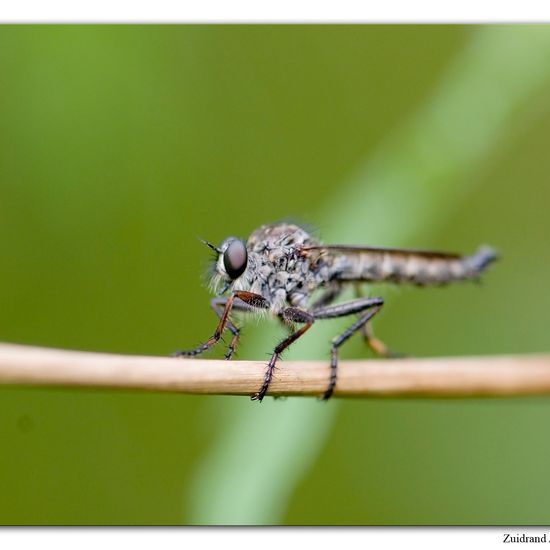 Machimus atricapillus: Animal in habitat Natural Meadow in the NatureSpots App