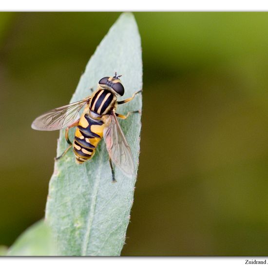 Helophilus pendulus: Animal in habitat Natural Meadow in the NatureSpots App