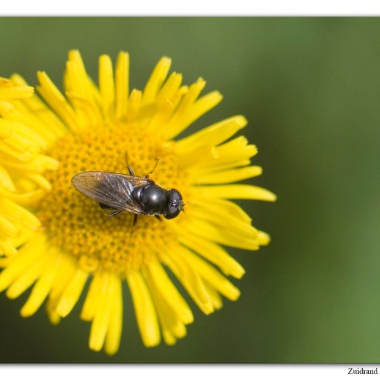 Eine unbekannte Art: Tier im Habitat Naturnahe Wiese in der NatureSpots App