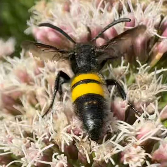 Borstige Dolchwespe: Tier im Habitat Garten in der NatureSpots App