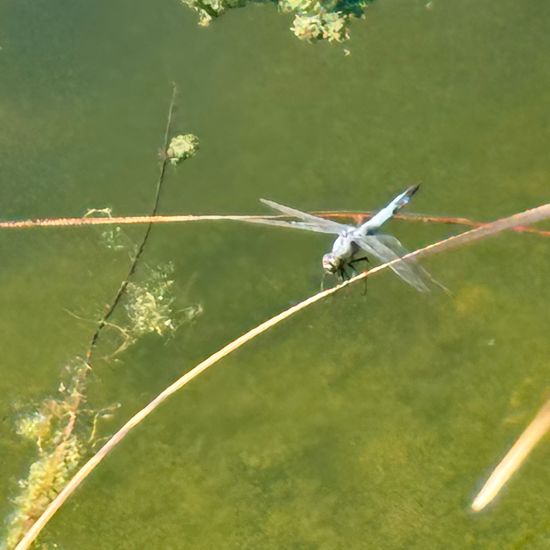 Black-tailed Skimmer: Animal in habitat City or Urban habitat in the NatureSpots App