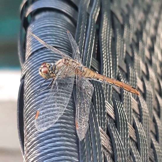 Blutrote Heidelibelle: Tier im Habitat Stadt und Garten in der NatureSpots App