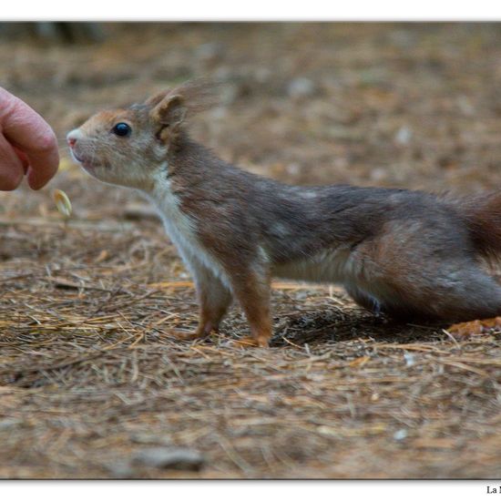 Red squirrel: Animal in habitat Mediterranean forest in the NatureSpots App