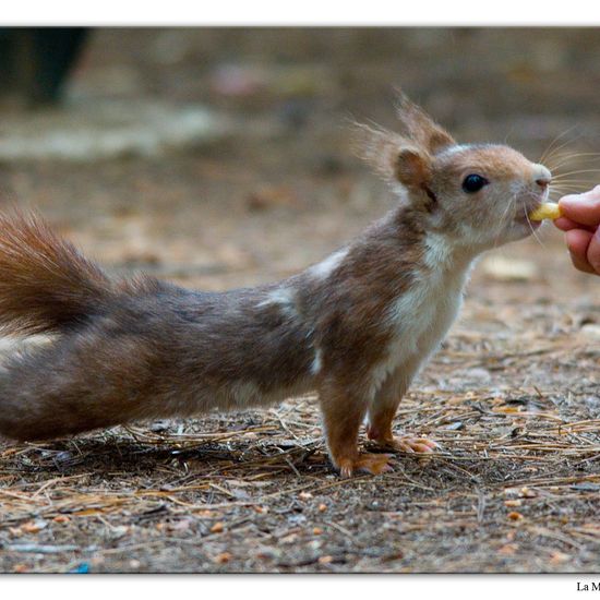 Red squirrel: Animal in habitat Mediterranean forest in the NatureSpots App