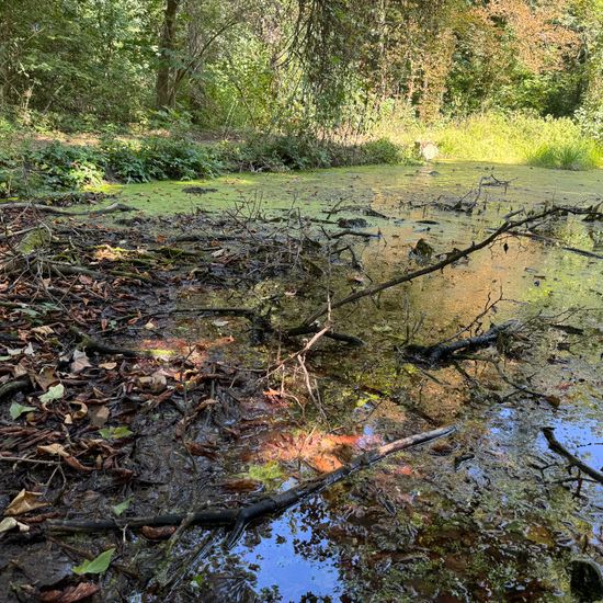 Landscape: Freshwater in habitat Pond in the NatureSpots App