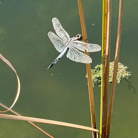 Black-tailed Skimmer: Animal in habitat City or Urban habitat in the NatureSpots App