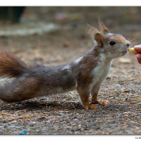 Red squirrel: Animal in habitat Mediterranean forest in the NatureSpots App