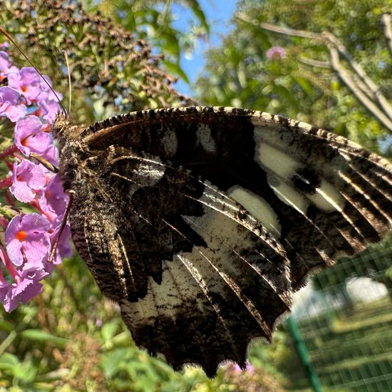 Weißer Waldportier: Tier im Habitat Garten in der NatureSpots App