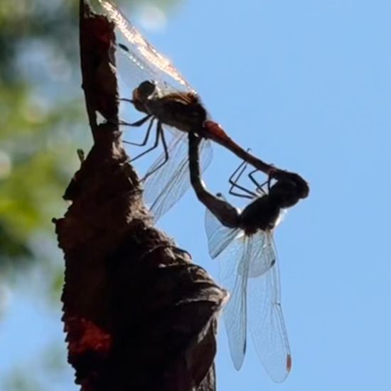 Sympetrum: Animal in habitat Park in the NatureSpots App