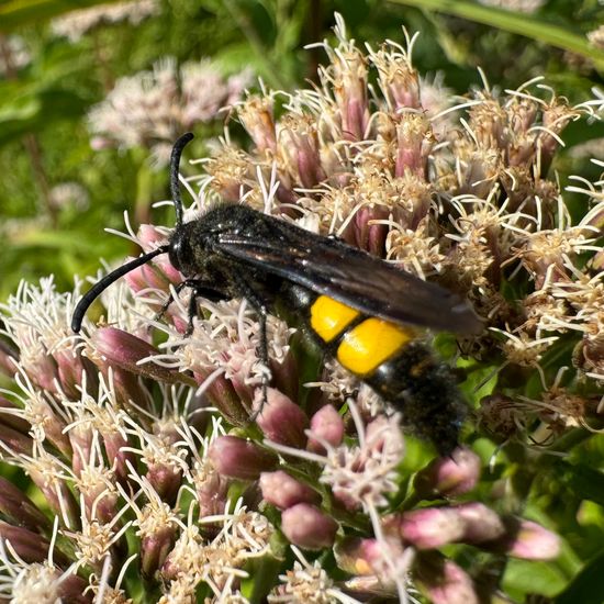 Borstige Dolchwespe: Tier im Habitat Garten in der NatureSpots App