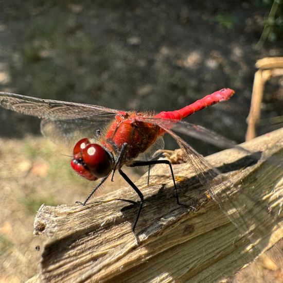 Sympetrum: Animal in habitat Park in the NatureSpots App