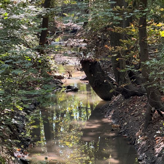 Landschaft: Süßwasser im Habitat Bach in der NatureSpots App