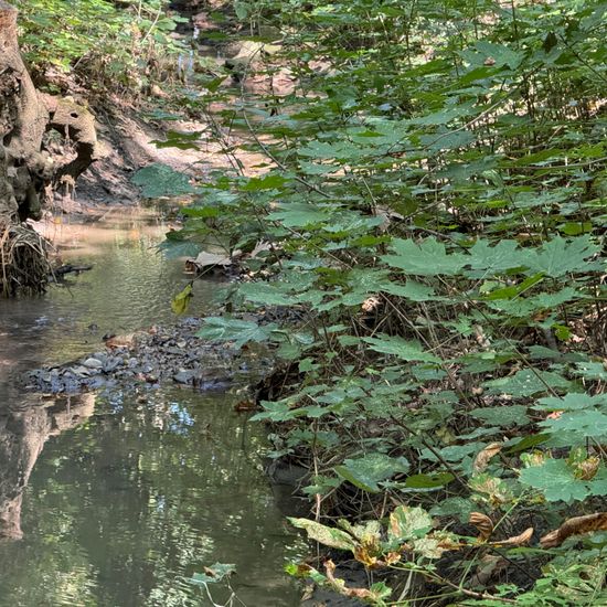 Landschaft: Süßwasser im Habitat Bach in der NatureSpots App