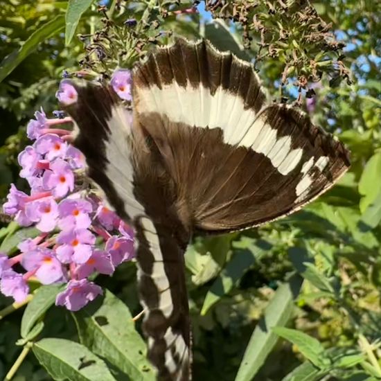 Weißer Waldportier: Tier im Habitat Garten in der NatureSpots App