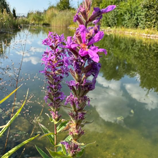 Landschaft: Süßwasser im Habitat Teich in der NatureSpots App