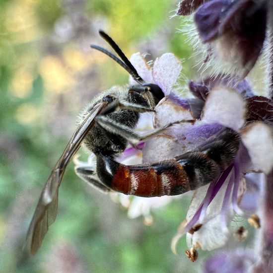 Lasioglossum nigripes: Animal in habitat Garden in the NatureSpots App