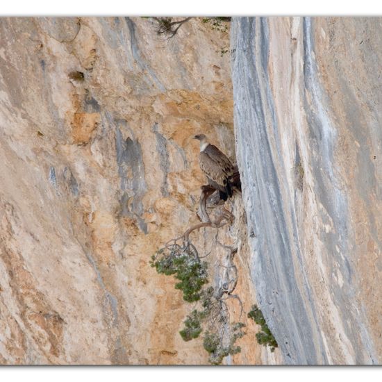 Gänsegeier: Tier im Habitat Felsgebiet in der NatureSpots App