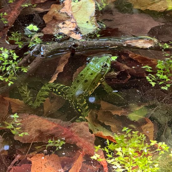 Teichfrosch: Tier im Habitat Süßwasser in der NatureSpots App