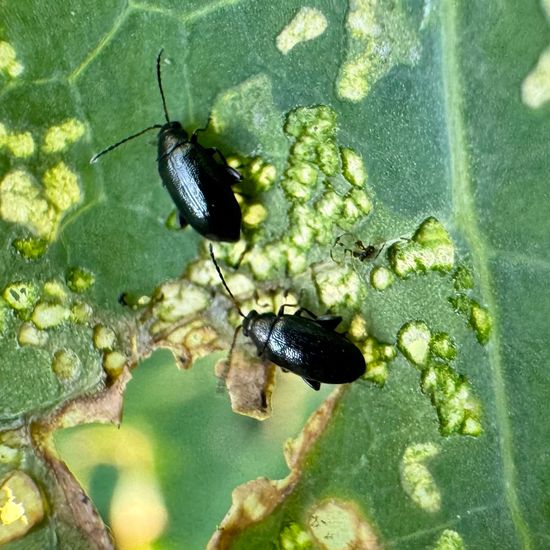 Phyllotreta nigripes: Tier im Habitat Garten in der NatureSpots App